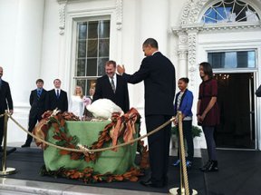 Every Thanksgiving, the U.S. president pardons a turkey.