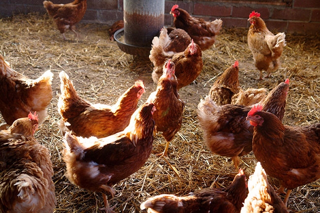 Enrichments offerings for free run housing Canadian Poultry