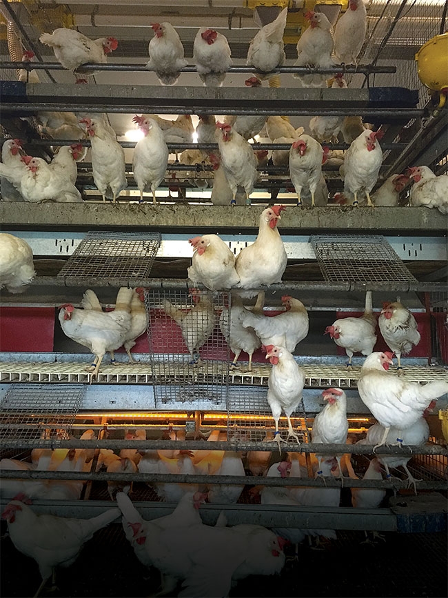 poultry track monitoring camera