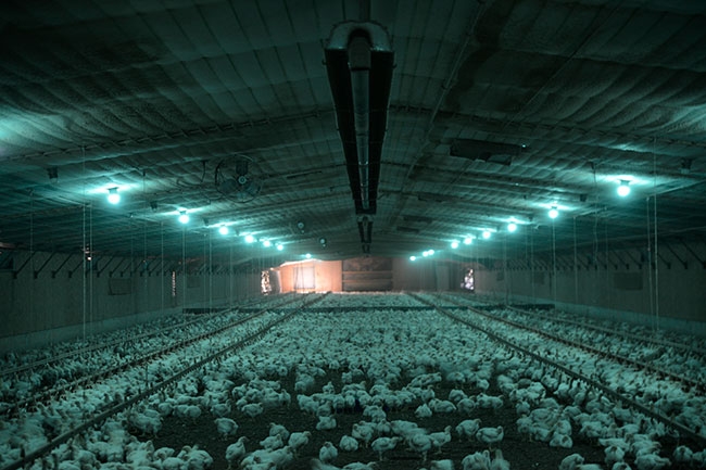 Led lights shop for poultry house
