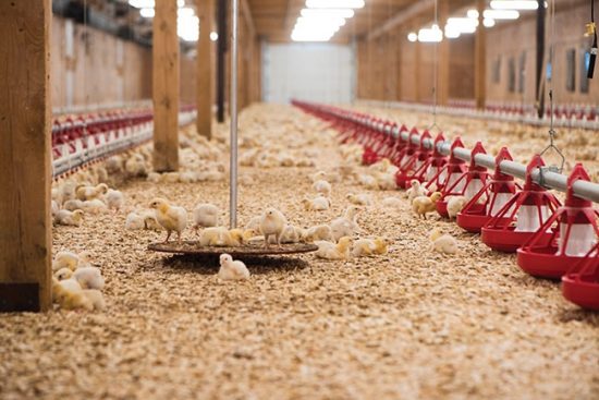 using blockchain technology to monitor chickens