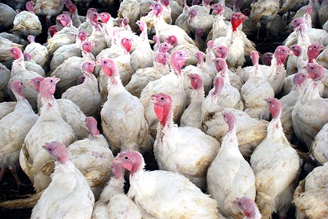 Turkey hens like it hot - Canadian Poultry MagazineCanadian Poultry Magazine