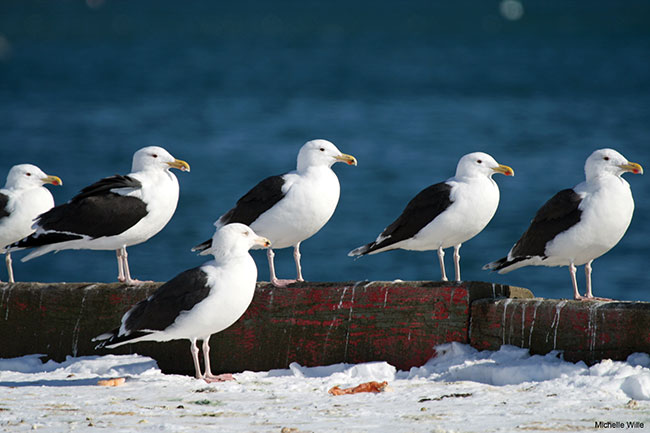 OIMG_1076_GreatBlackBackedGulls