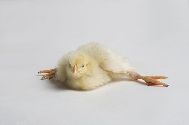 Compromised-Chick—Injury—Bad-Leg_0060